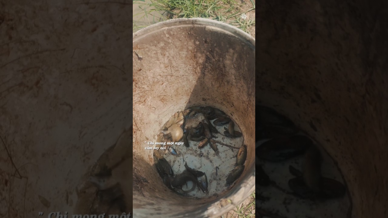 bắt cá rô đồng 