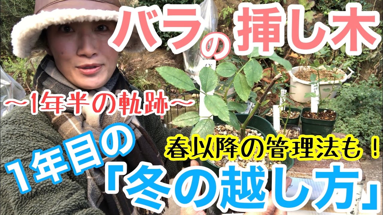 【バラ挿し木苗】一年目の冬の越し方⛄️ / 重要ポイントは2つ / 春以降の管理方法もご紹介（挿し木スタートから1年半の記録と共に）/ 冬を越えれば開花も期待！！【ガーデニング】
