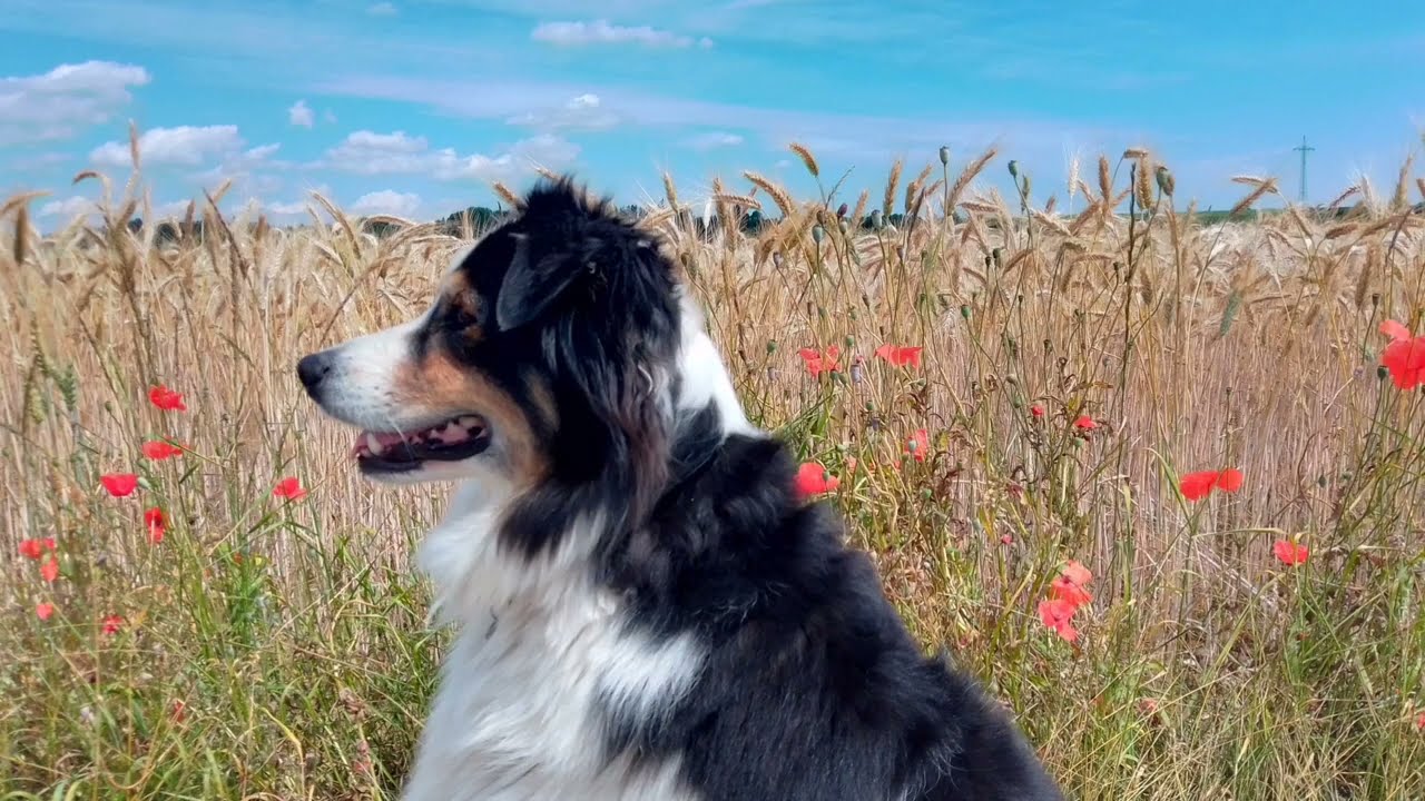 10 Jahre mit Maya! Ein Team! 🙏