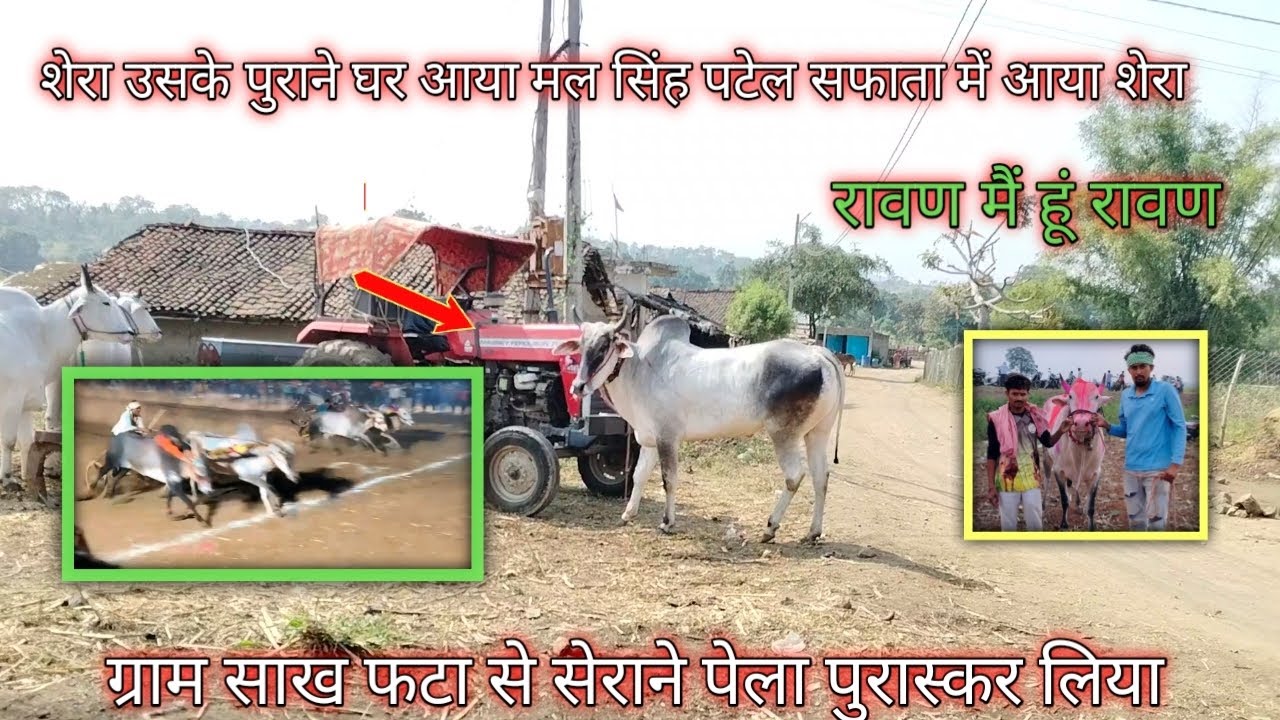 #cow शेर चटपटा 🦬🦬🥇की रेस सांप फटा की रेस#