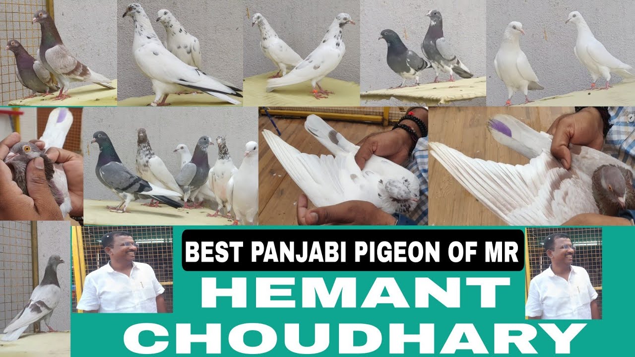 BEST BREED PANJABI PIGEON OF MR HEMANT CHAUDHARY USMANABAD( MH).