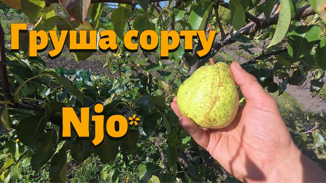 Огляд груші сорту NJO*. Пересорт в Україні