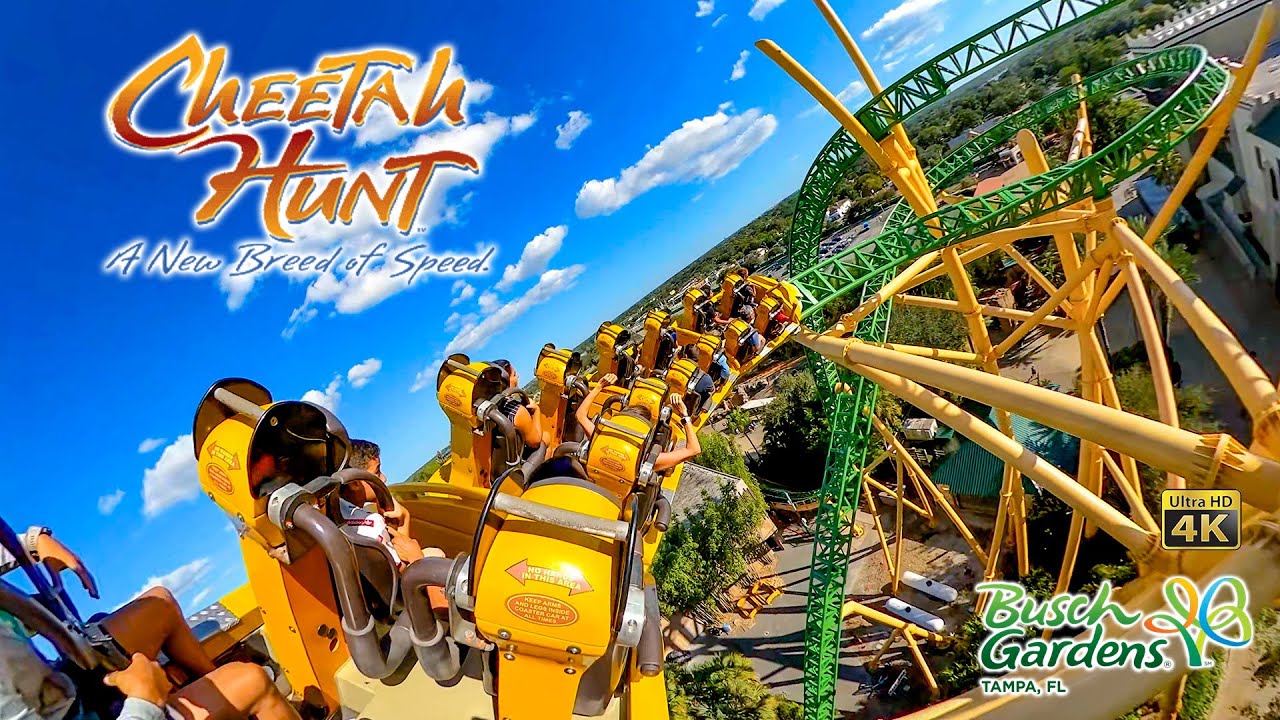 Cheetah Hunt Roller Coaster On Ride Back Seat 4K POV Busch Gardens Tampa 2023 10 31