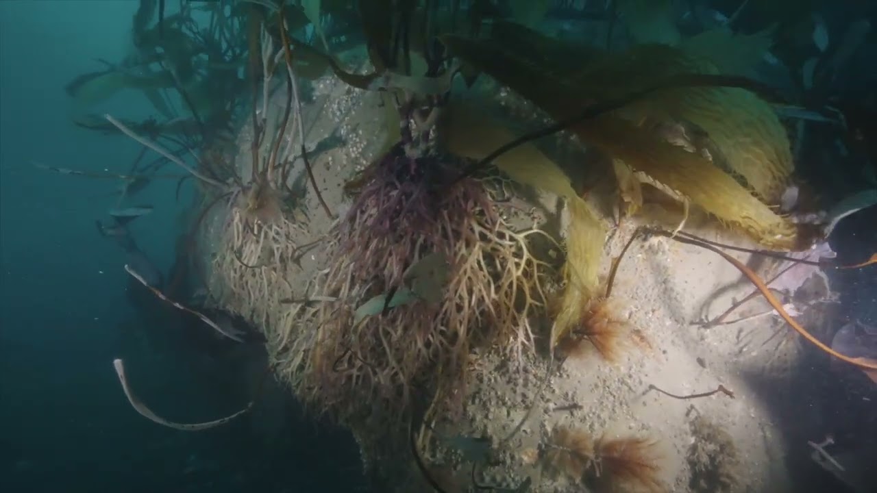 Sea Caves Go Big with True Blue Carbon