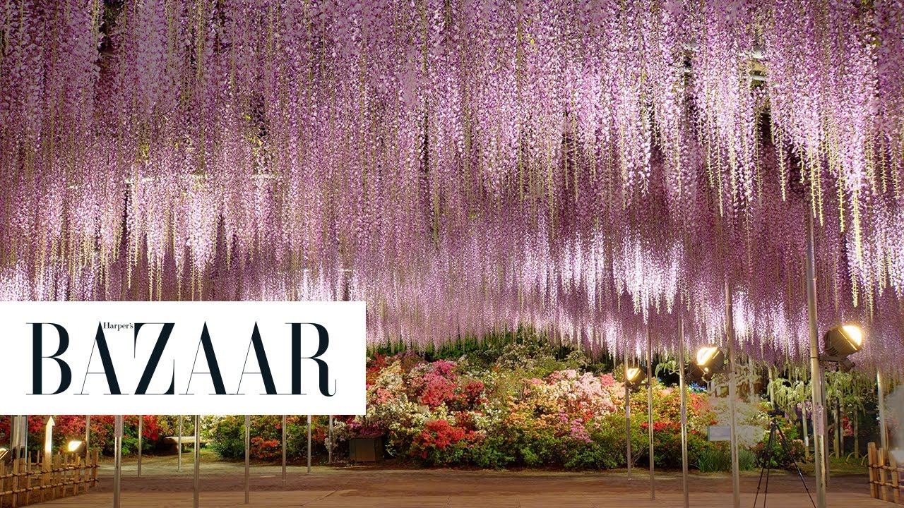 This Wisteria Flower Tunnel in Japan Is the Most Magical Place Ever