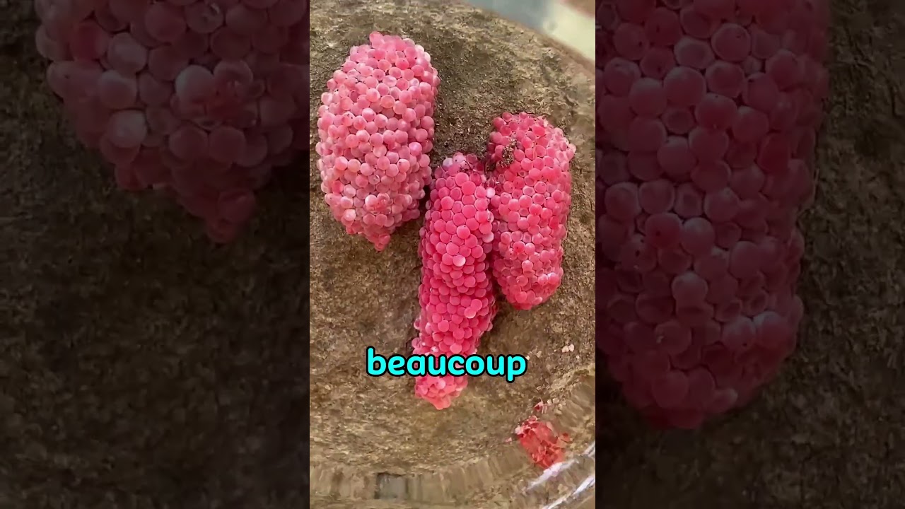 Pourquoi il faut &eacute;craser ces &oelig;ufs roses ! 😮