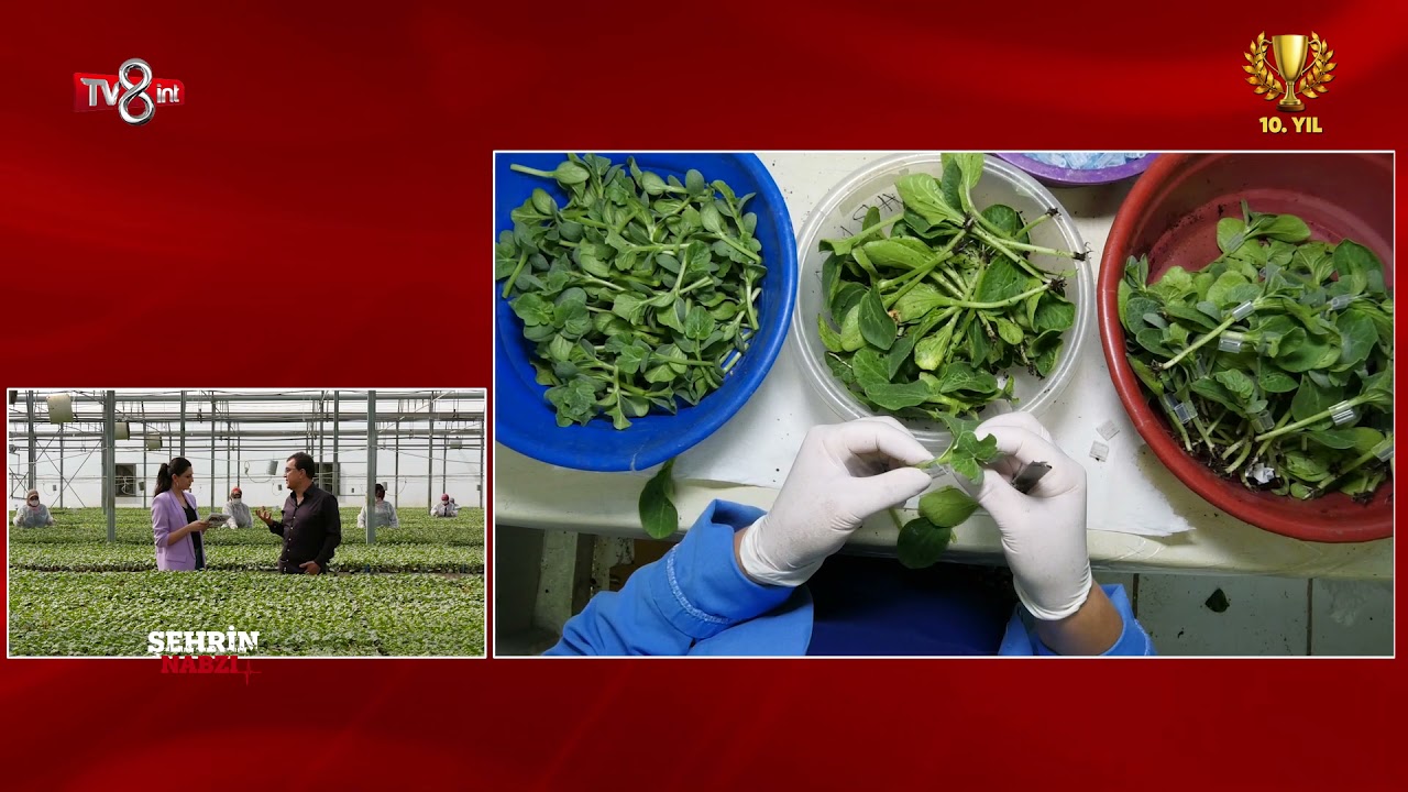 BEREKET FİDE TOHUMCULUK - TV8int - ŞEHRİN NABZI