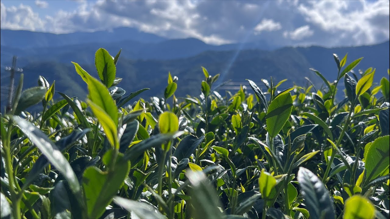 「強強滾大哥」正在直播！