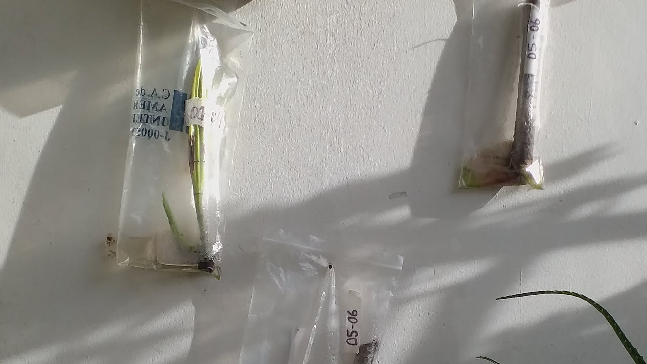 Descubre c&oacute;mo prosperar esquejes en bolsas  #esquejes #raices