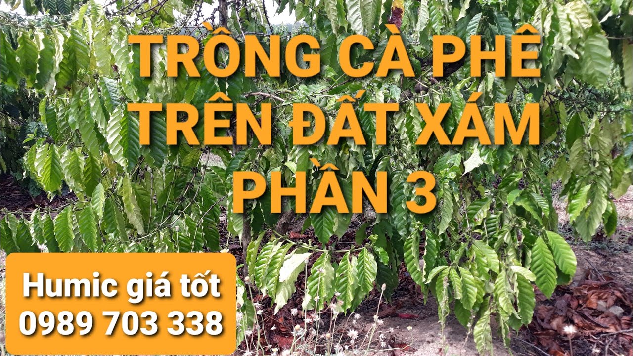 Phân bón - Bón phân cà phê đất xám để cây xanh tốt. MV Nhân Trí