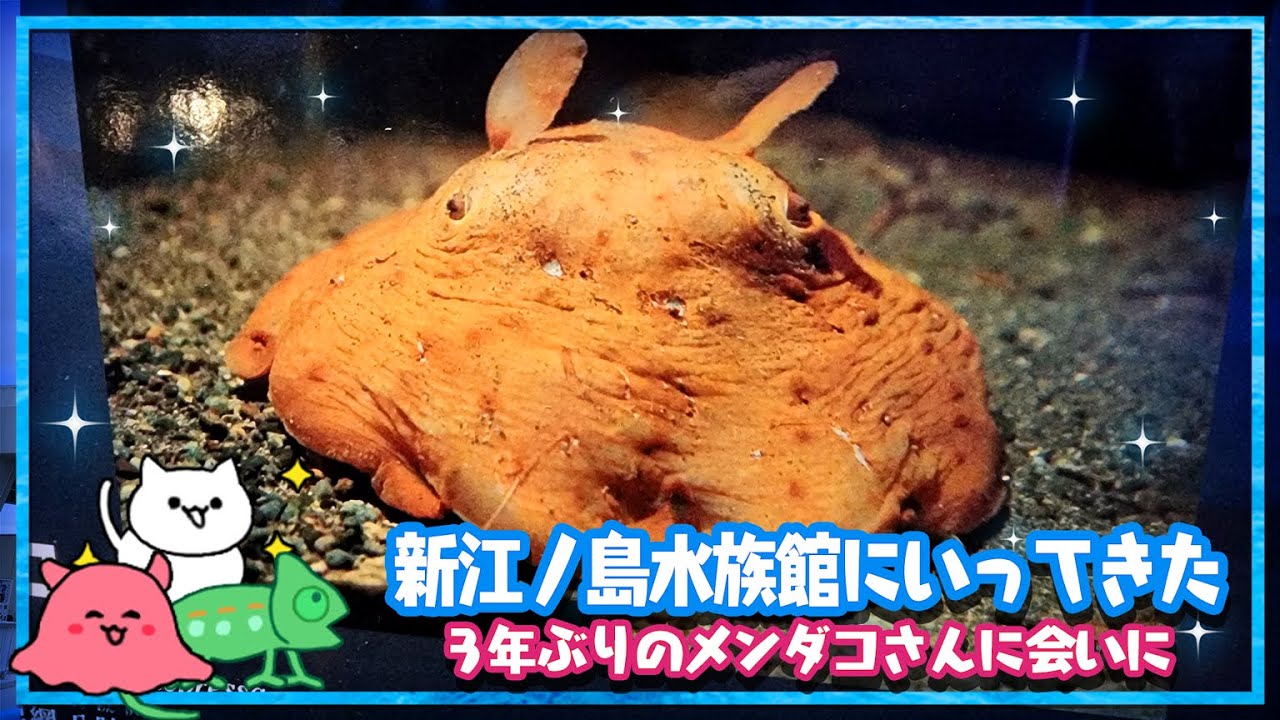 メンダコさんに会いに新江ノ島水族館にいってきました。