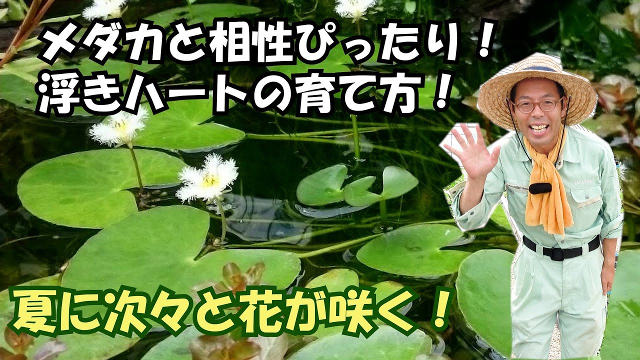 メダカと相性ぴったり！浮きハート（ガガブタ）の育て方！