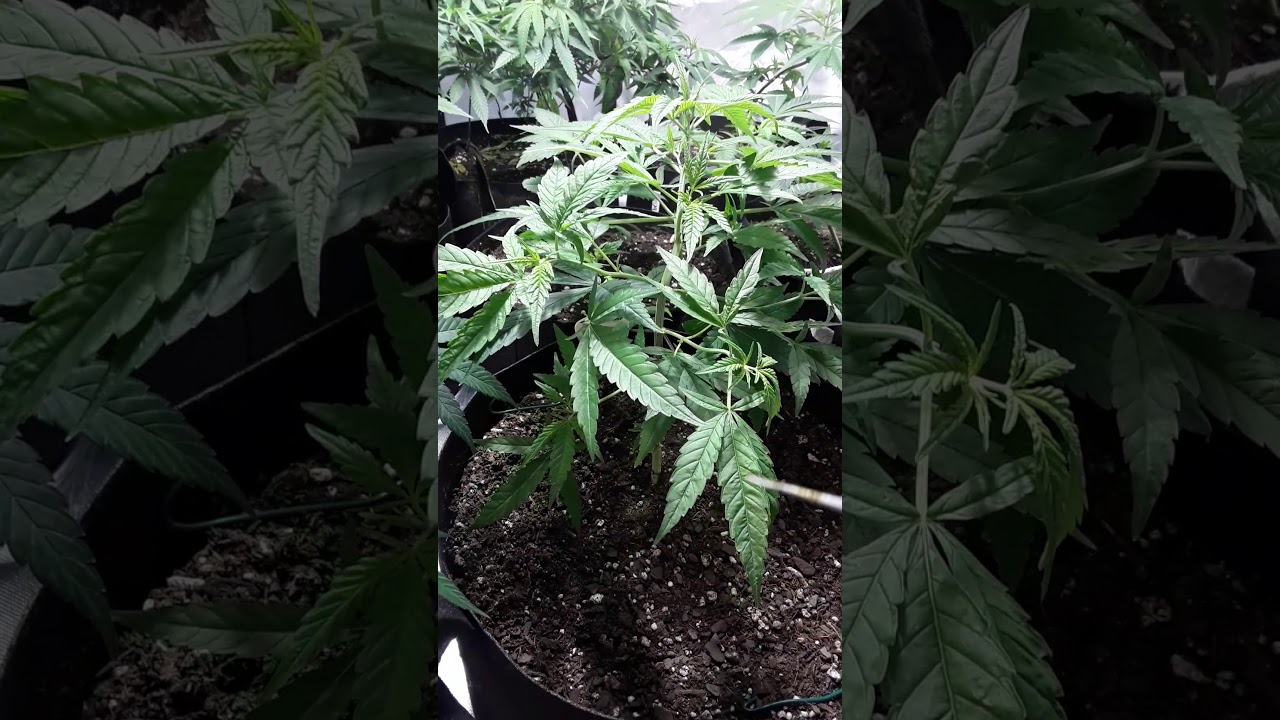 How to tell if your plant is female