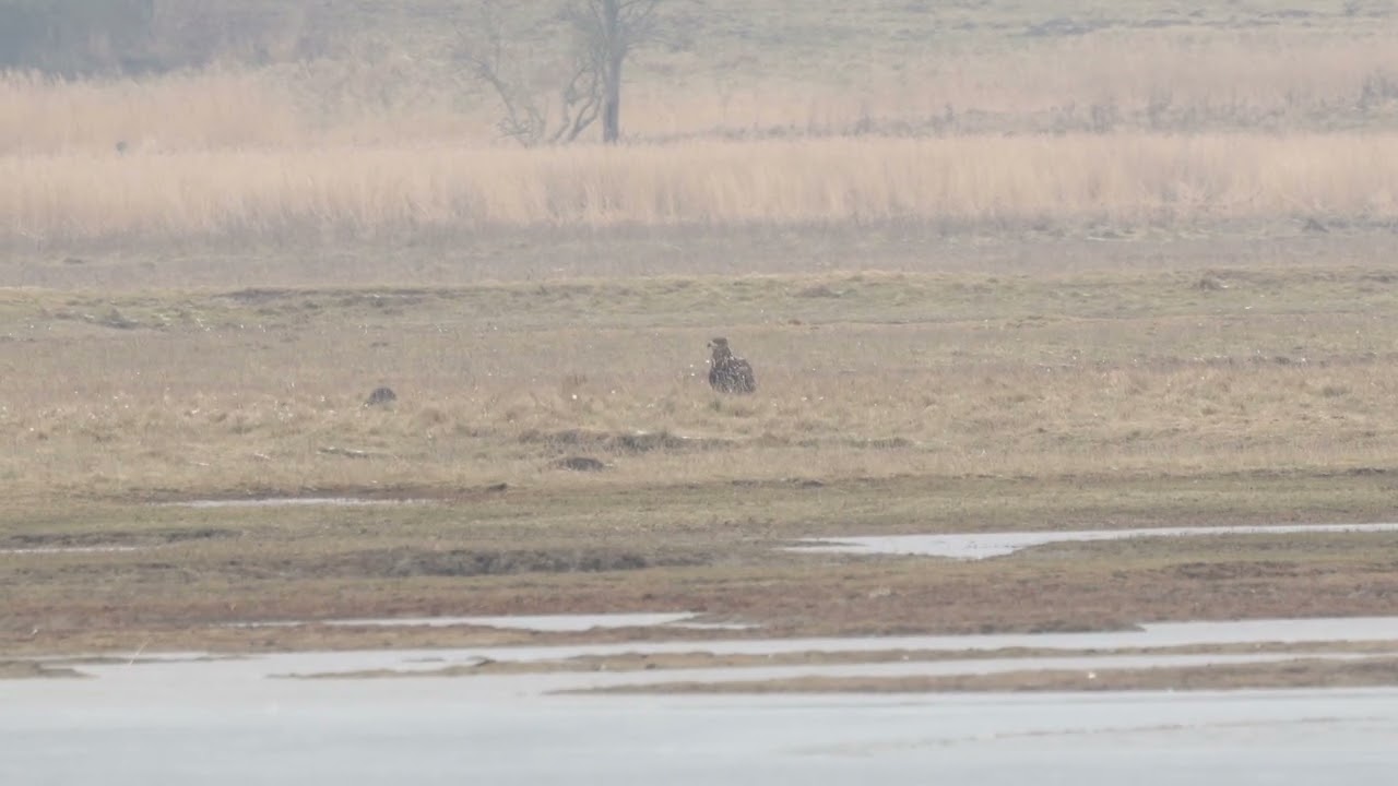 Dieser Seeadler greift die Nutria wirklich von hinten an,Hohwacht 22.1.26