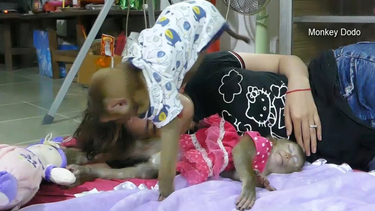 Monkey Dodo | Sweet Dodo Super Disturb Mori When Deep Sleeping