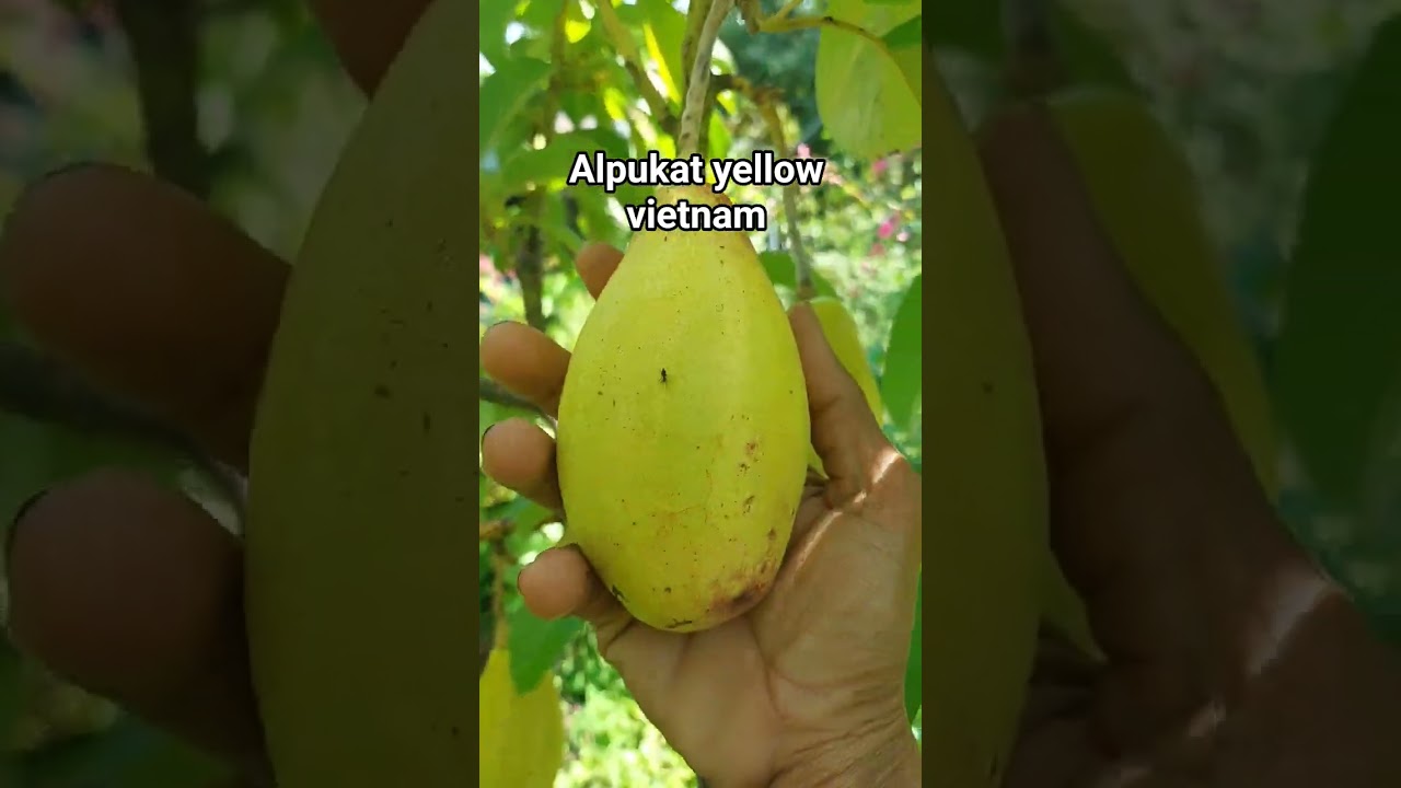 buah alpukat yellow vietnam 