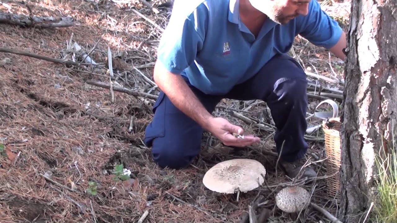 Macrolepiotas Procera. 