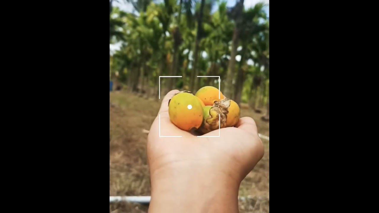 Areca nut #arecanutfarming #arecanut #editing #shortvideo #love #subscribemychannel #shorts #song