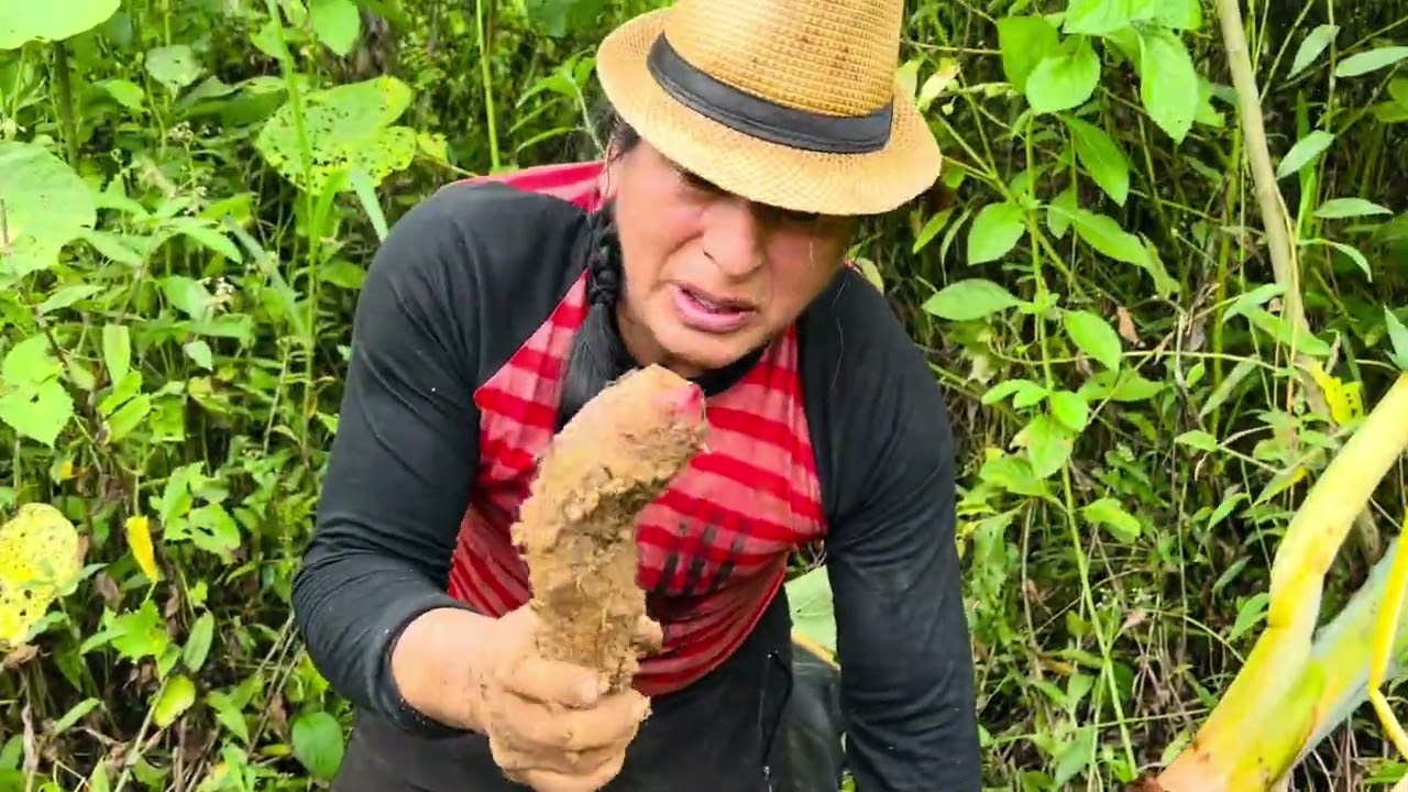 Cosechando papa pelmas producto de la amazonia | Don Valentin