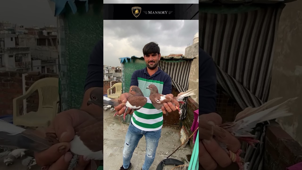 Amroha se 2 kabutar lekar aye hm #pigeon #shorts #delhipigeonlover
