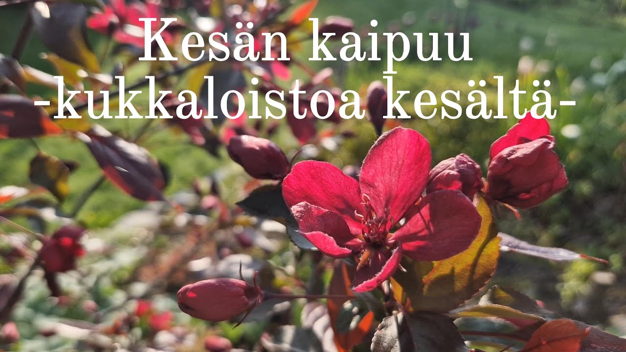 Kesän kaipuu -kukkaloistoa kesältä-