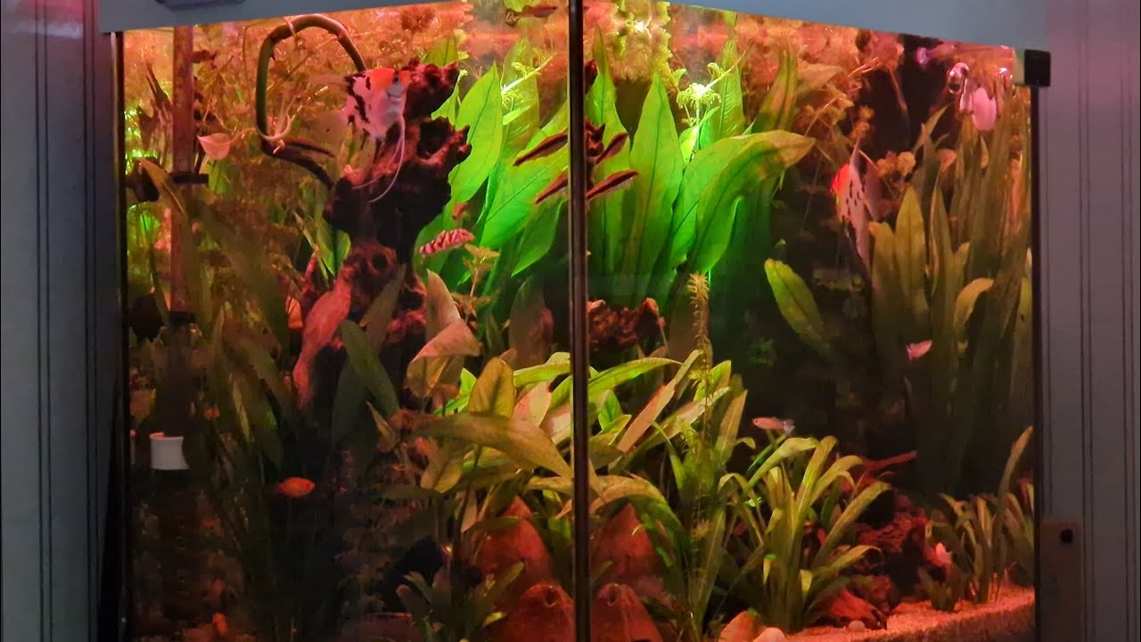 Co słychać w  Lido /Pogadanka/Narodziny maleńsw#akwarystyka