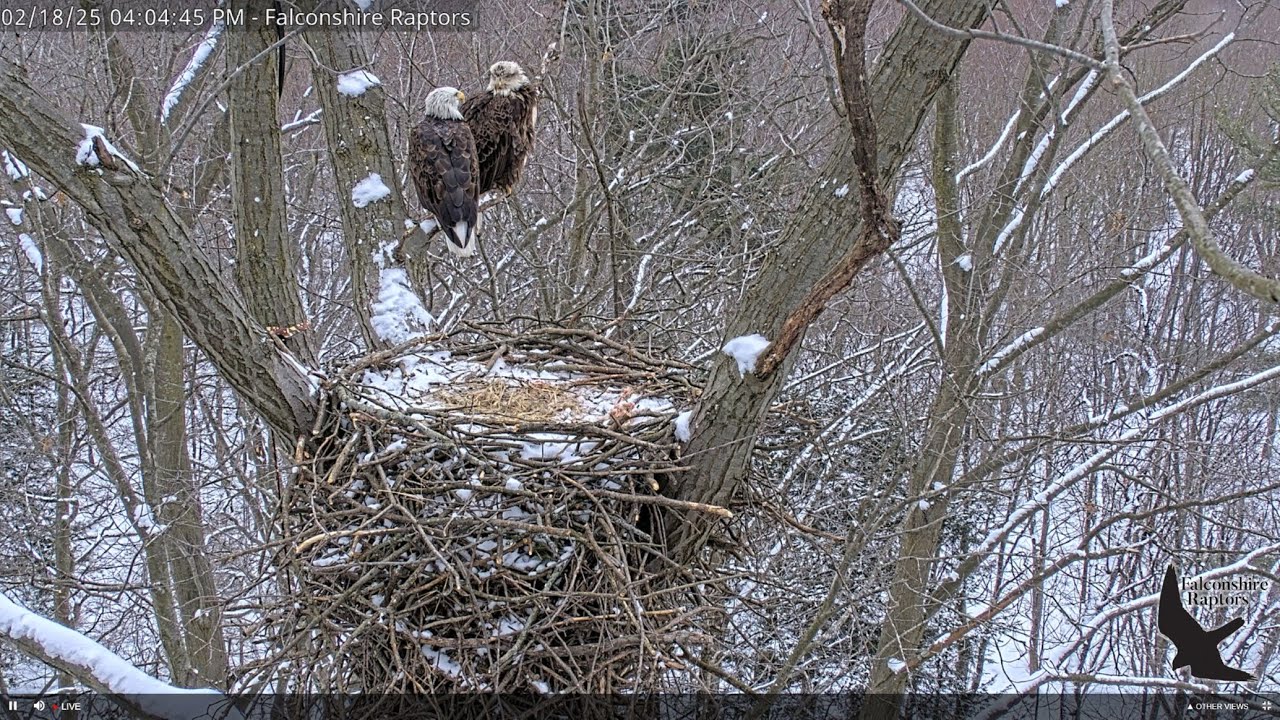 Falconshire Raptors Side View Live Stream
