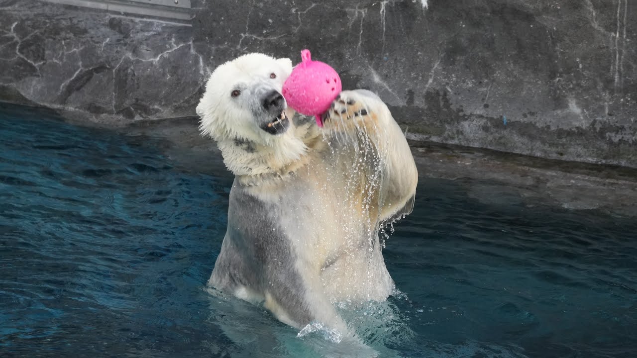 2026 2 26 円山動物園 リラ ライト ララ