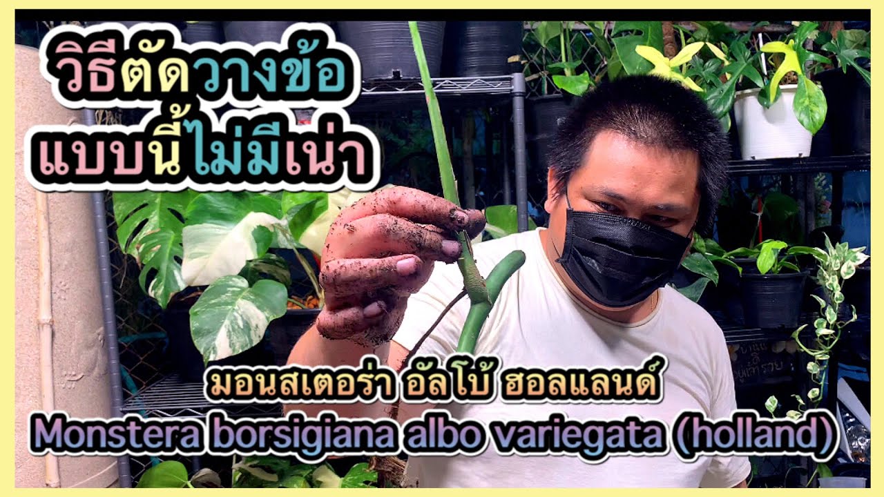 Monstera Albo Holland cutting, วิธีตัดวางข้อ มอนสเตอรา อัลโบ ฮอลแลนด์ แบบนี้ไม่มีเน่า | สวนอุ่นดิน