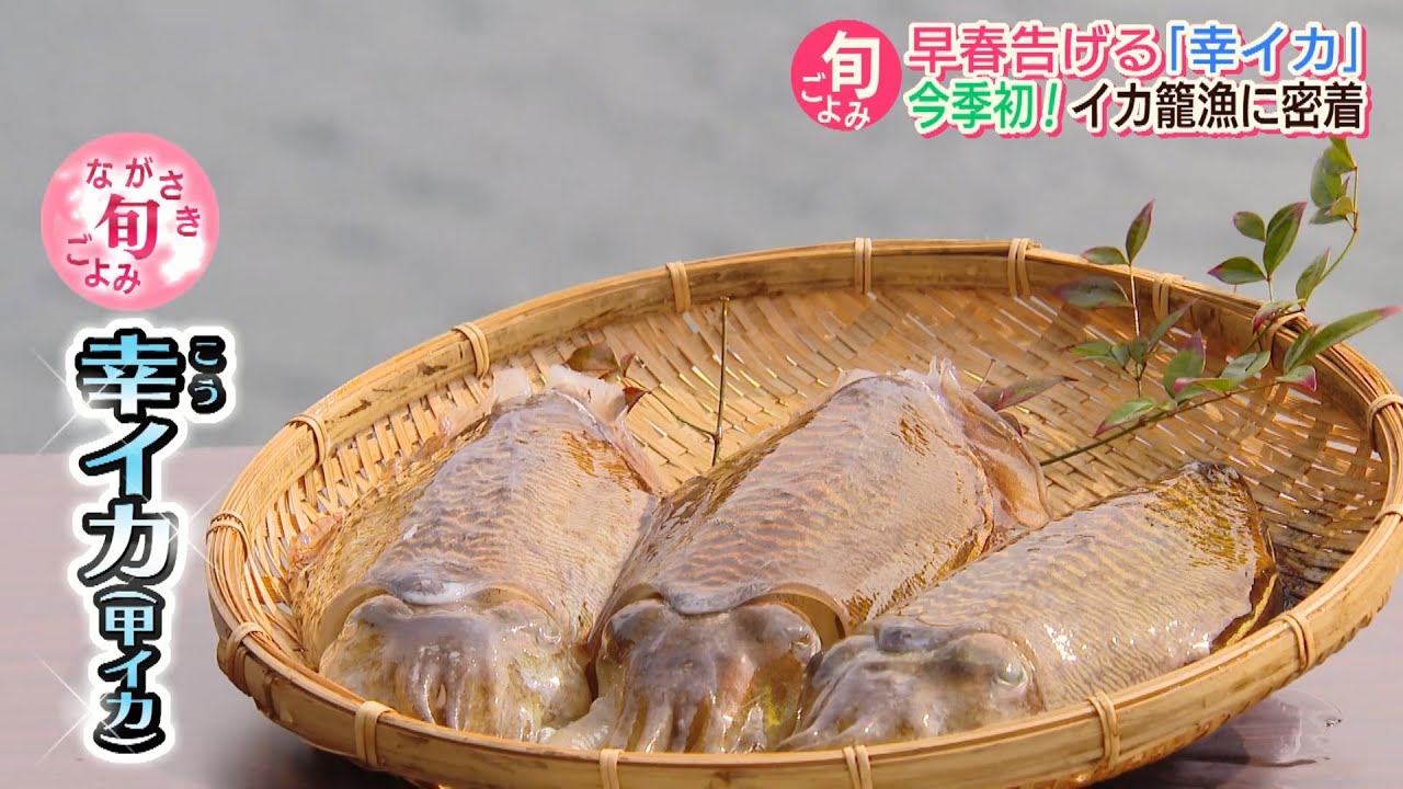 旬ごよみ 食べると幸せ「幸イカ」【NCCスーパーJチャンネル長崎】