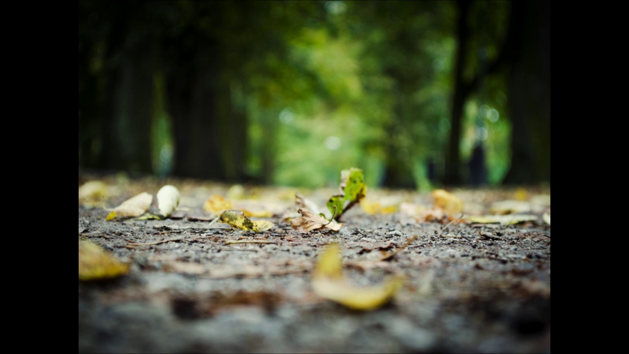 Space Viking (To Bernie Worell) - Buckethead