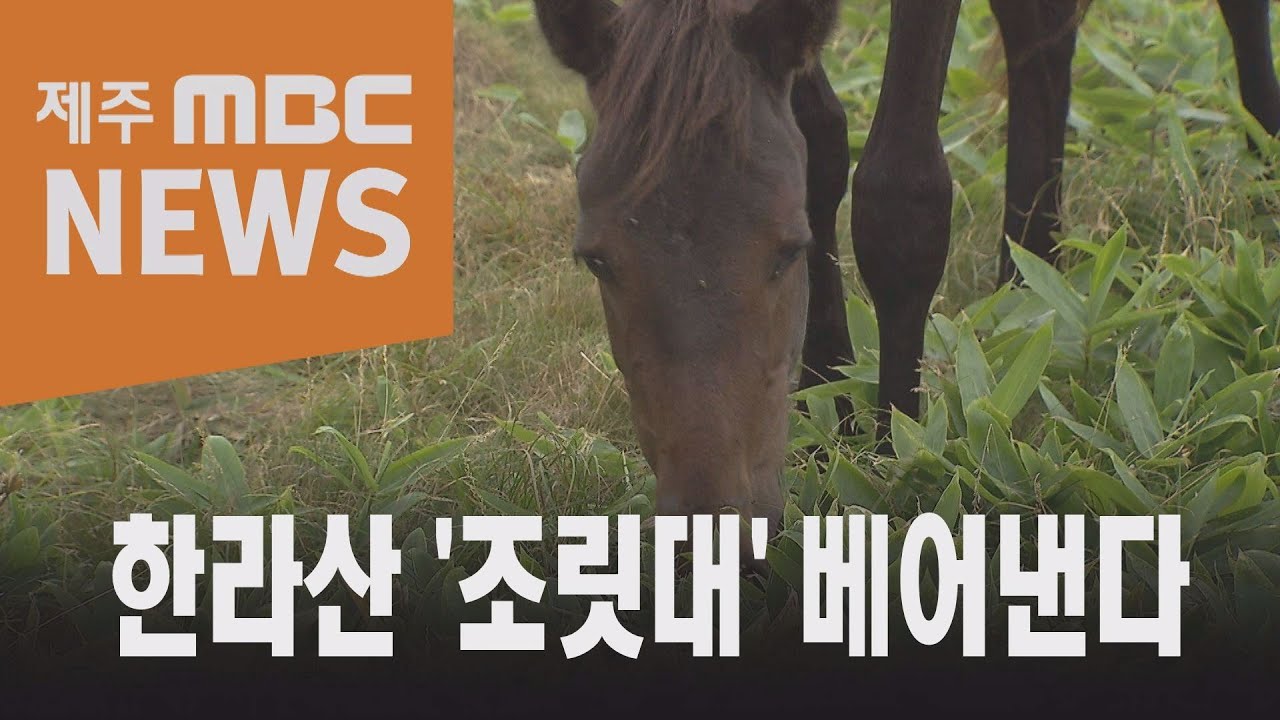 생태계 교란 '제주조릿대'&hellip;내년부터 베어낸다