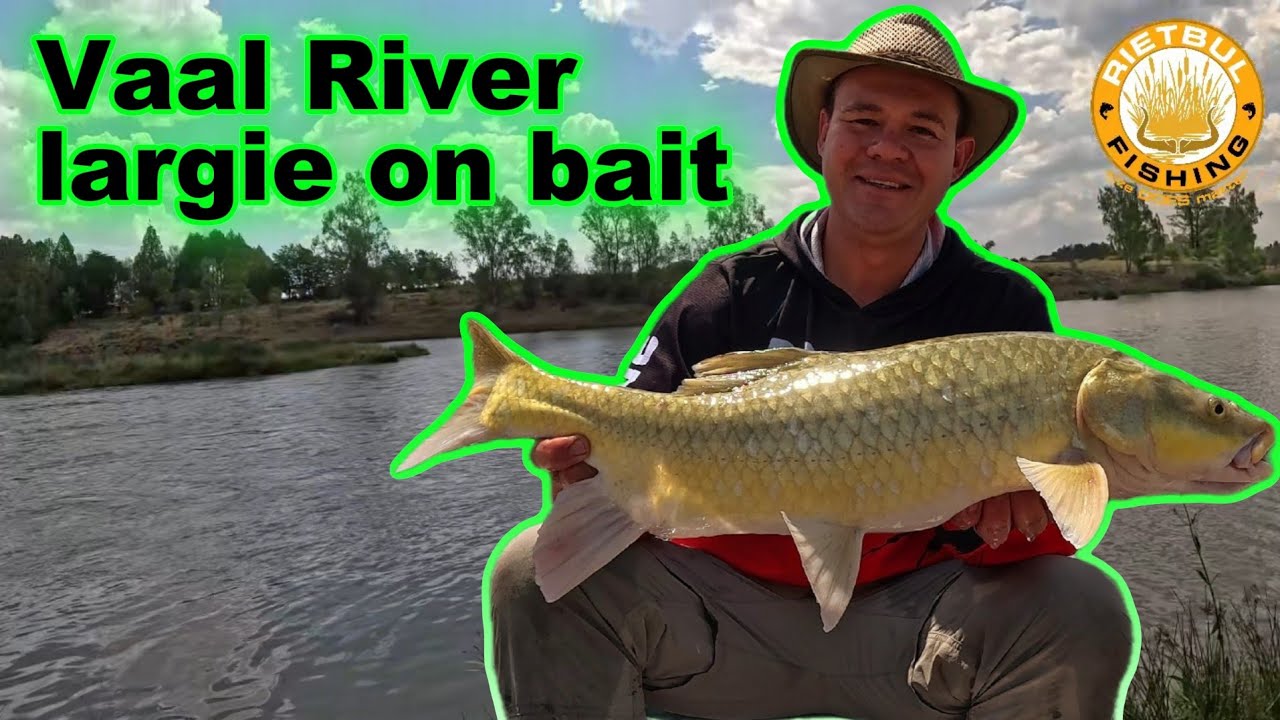 Largemouth Yellowfish on the Vaal River