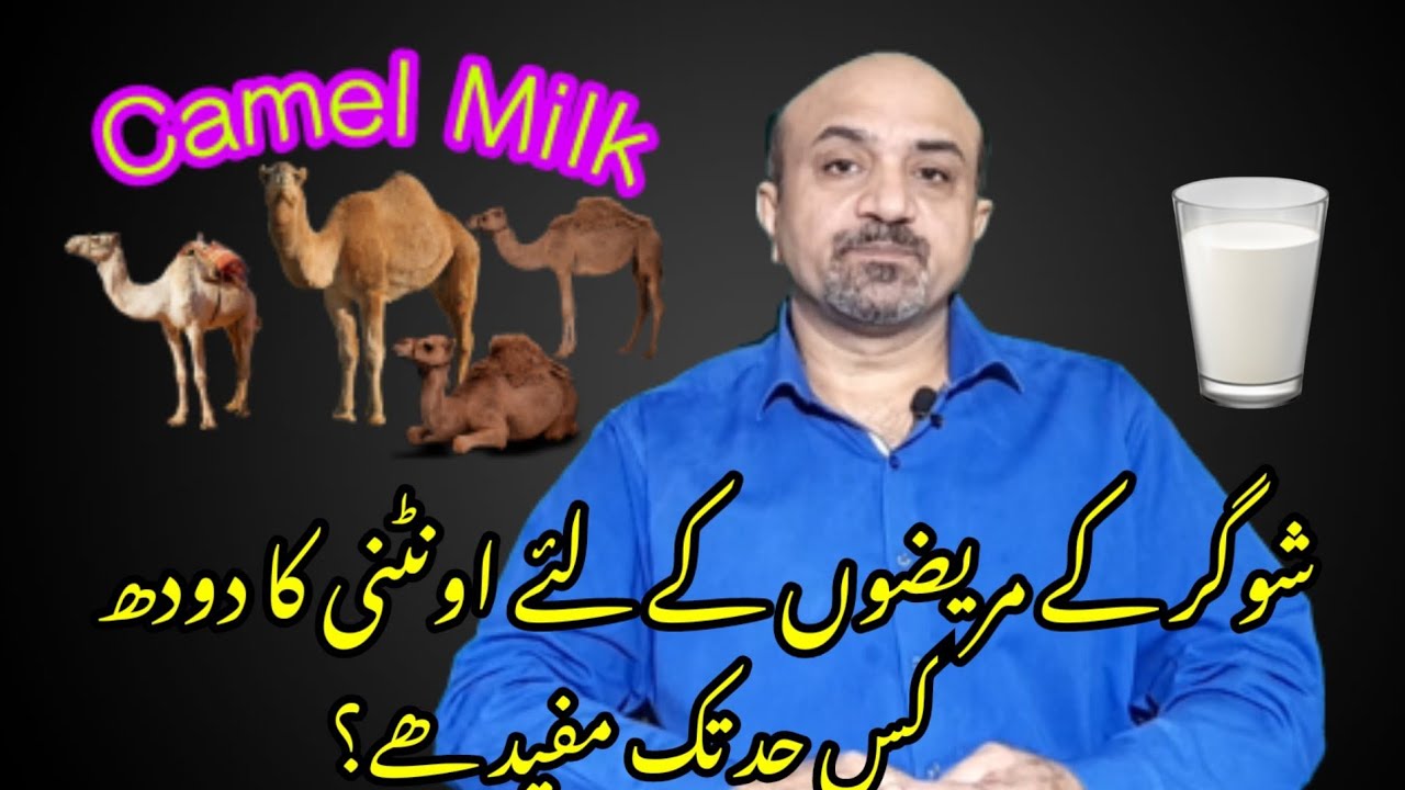 Camel Milk & It's Benefits especially For Diabetics.