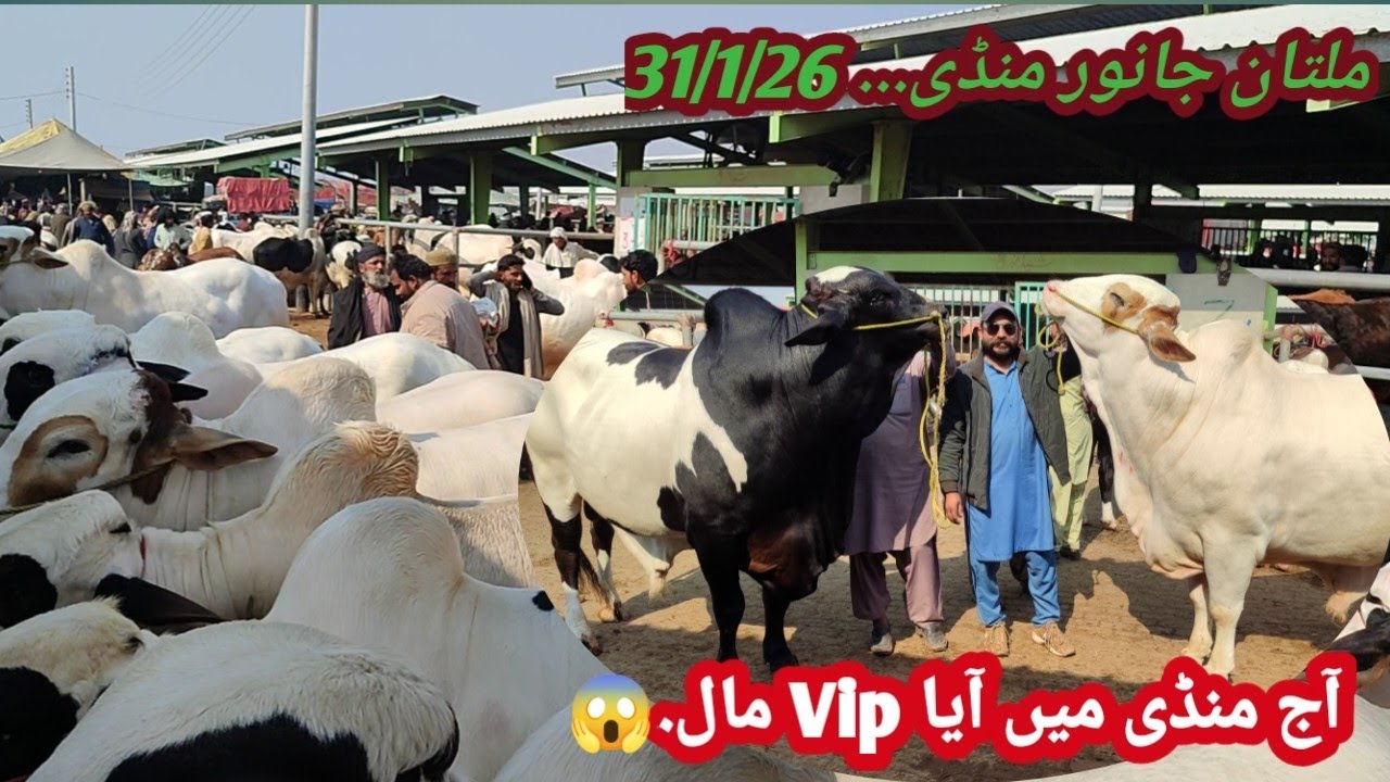 Multan cow mandi fresh update 