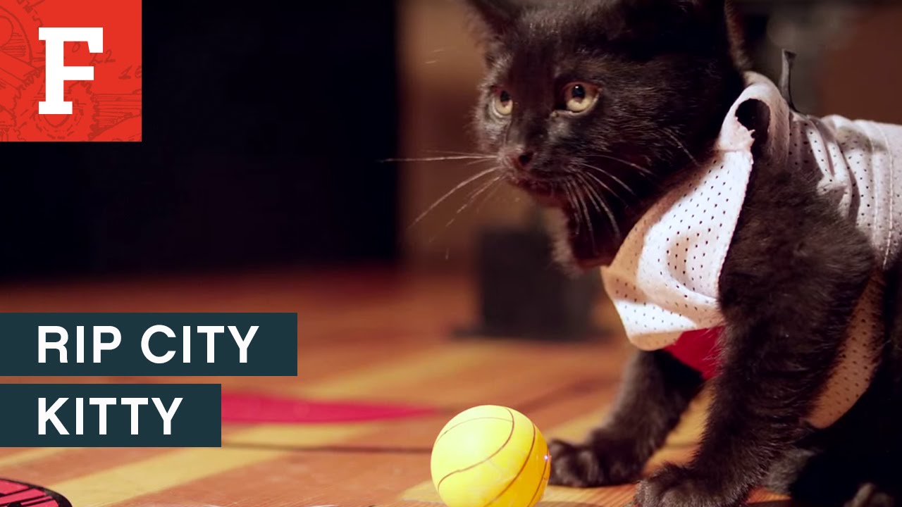 Rip City Kitty | All Things Catsidered | A Funnelbox Production