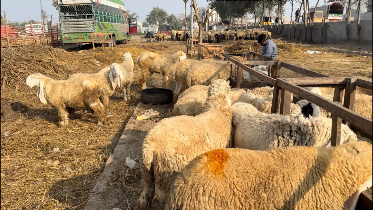 Desi Sindhi Chatre Shahpur Kanjra Lahore Mandi Mazhar Biba Official 