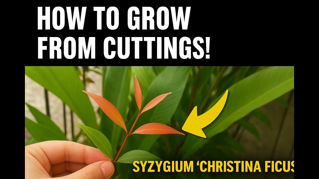How to propagate Syzygium plant ✨through cutting🌿🌿🌿  
