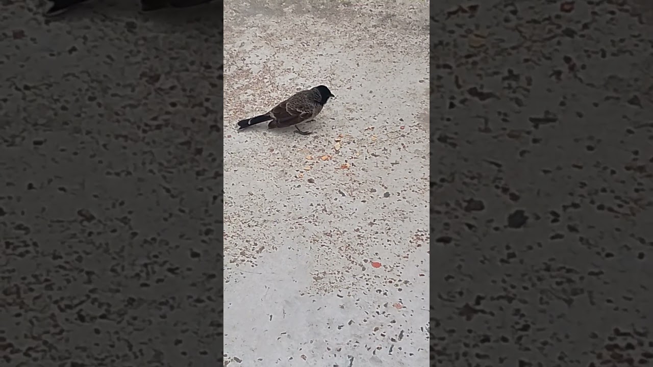 Bird🐦🐦‍⬛🪶