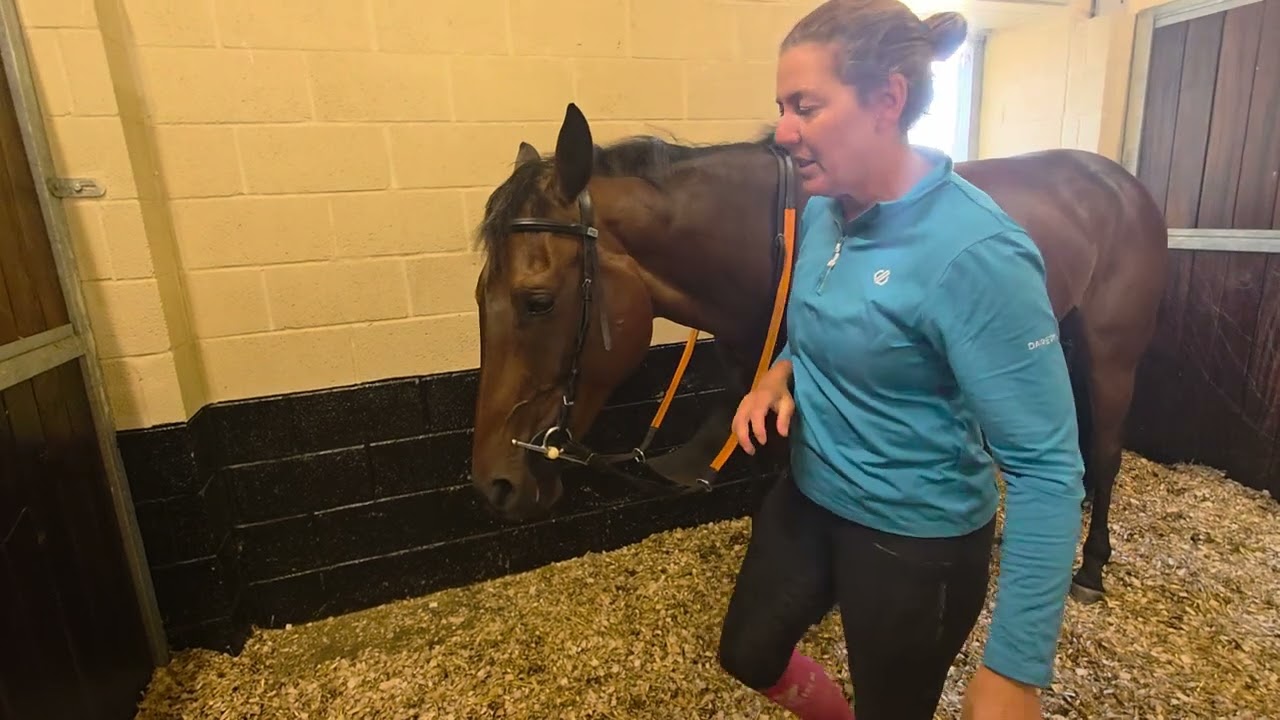 So You Want To Buy An Ex Racehorse part 2