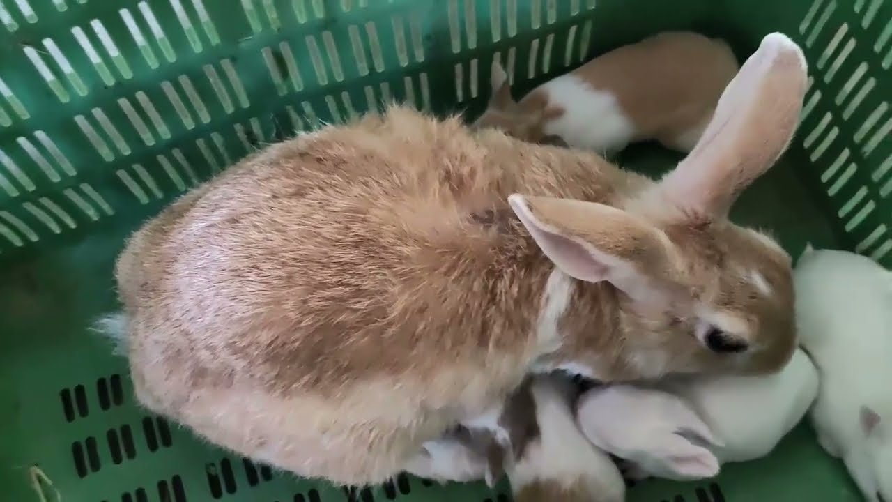 Rabit Ne Diya surprise rabit ki cute bacche milk 🍼 dudh Peete hue bacche Khargosh viral cute animals