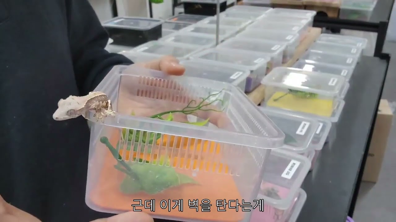 건강한 크레스티드게코 입양하는 방법