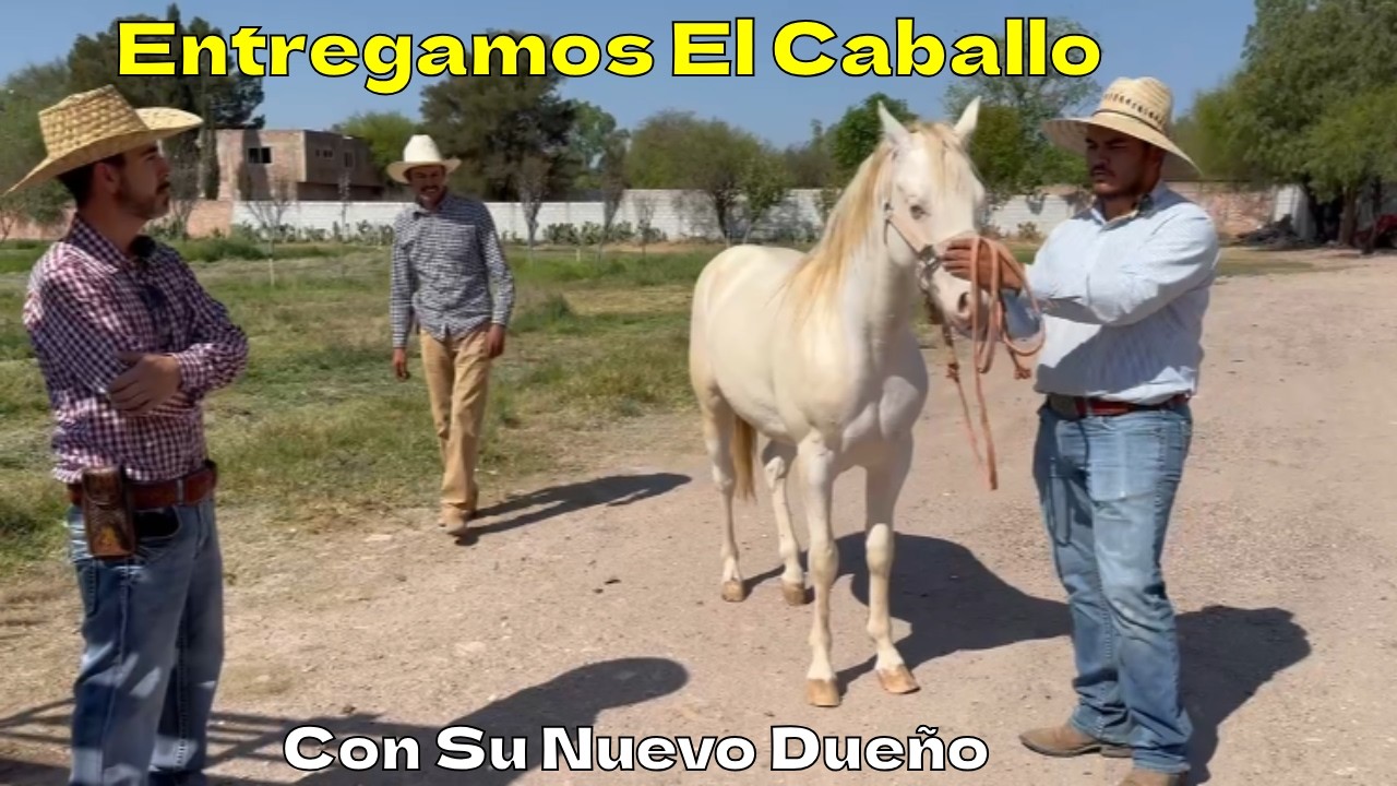 Mandamos El Alvino Hasta Puebla, Con Su Nuevo Dueño Un Caballo De Rancho Santa Elena.