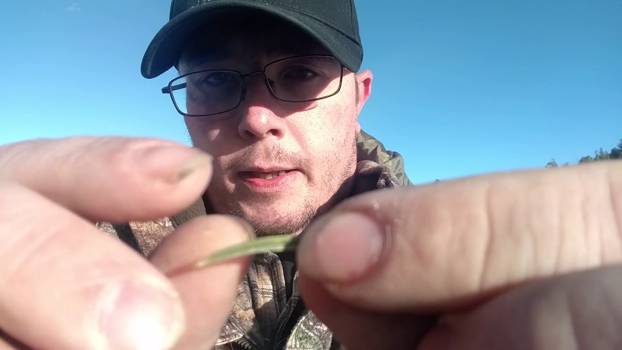 Colorado Tree Identification Pt 1