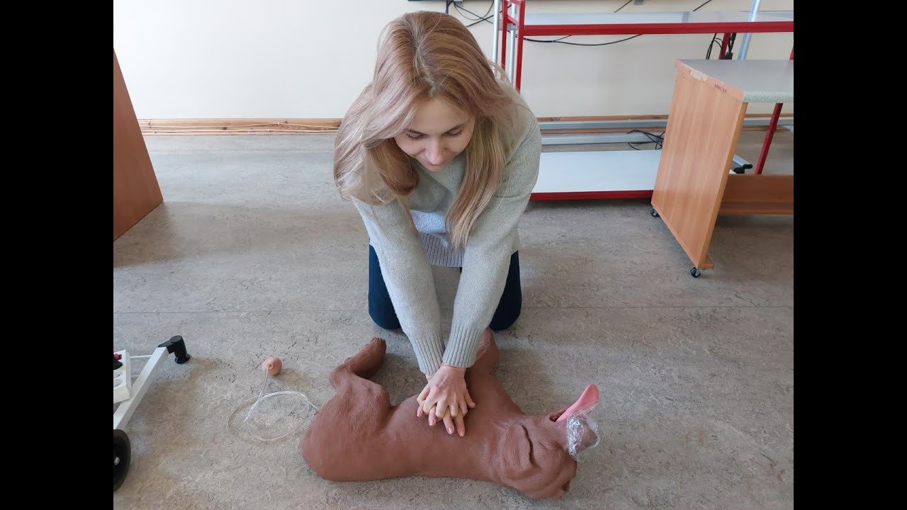 Pierwsza pomoc u zwierząt. RKO krok po kroku