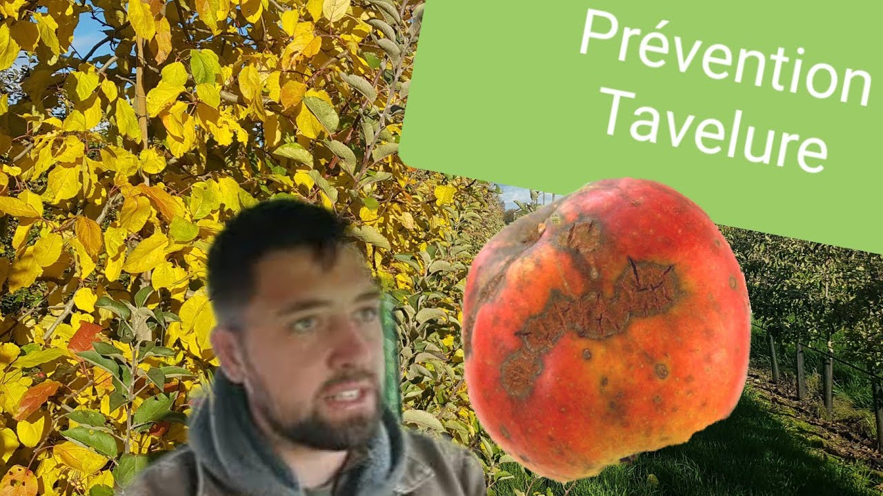 Tavelure, mieux vaut prévenir que guérire épisode 1