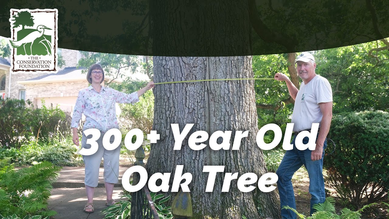 300+ Year Old Oak Tree is Thriving in West Chicago