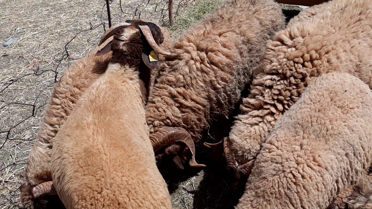 سوق الحولي طنجة يوم الخميس أثمنة جيدة 😃