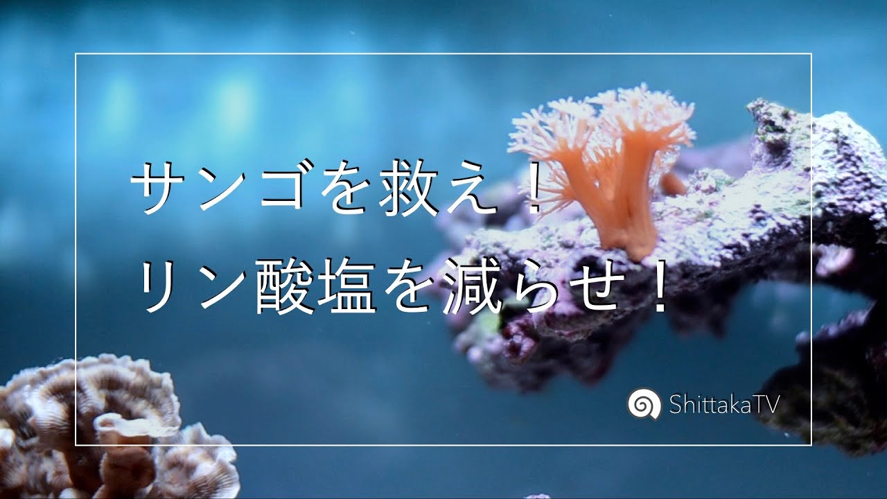 高いリン酸塩を下げる！💪No.092