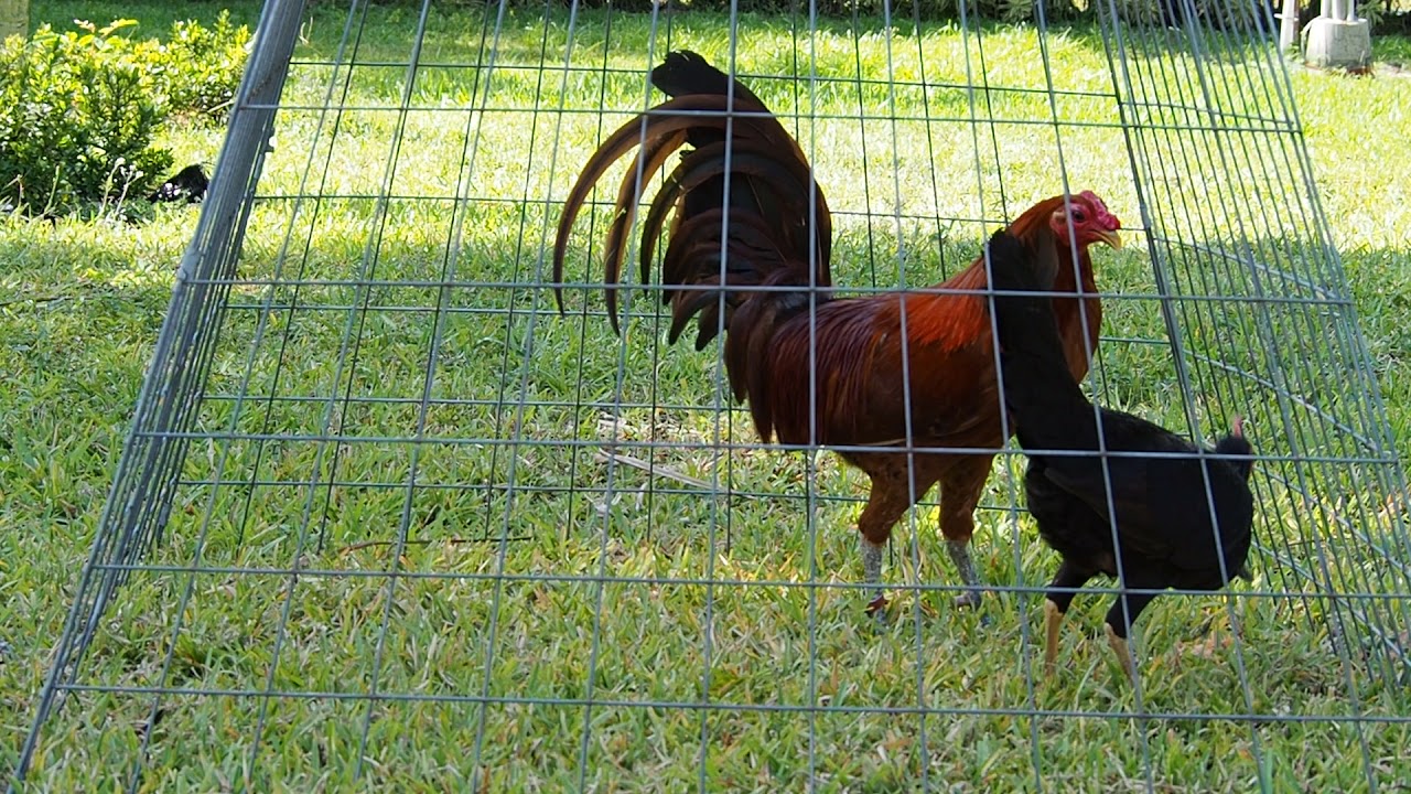 Redquill X Cuban Black Hennie.